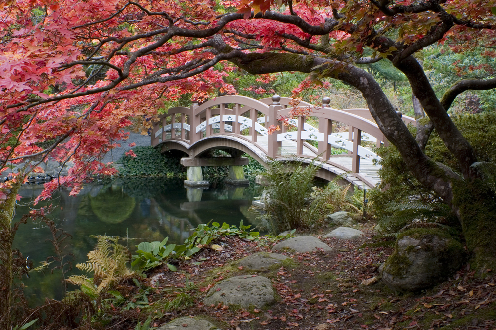 David Ballantyne - Garden and Plant Photography - Japanese Garden ...