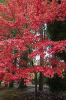 Maple in the Fall, Comox, BC