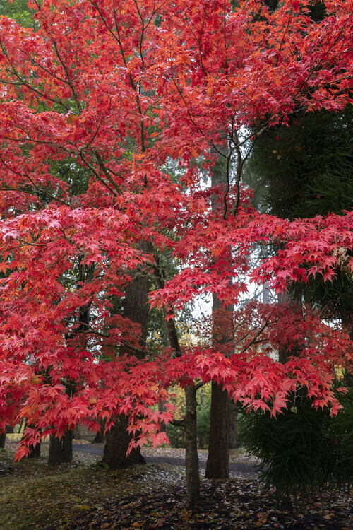 Maple in the Fall, Comox, BC