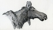 Moose  6 x 3.5" Ink and graphite Sold