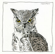 Owly  5x5" (Ink, graphite and coloured pencil)  Sold