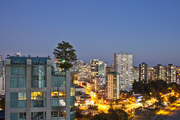 Pin Oak on a Rooftop, Vancouver, BC