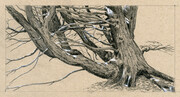 Tree  4"x 8"  (graphite and pastel pencil)
