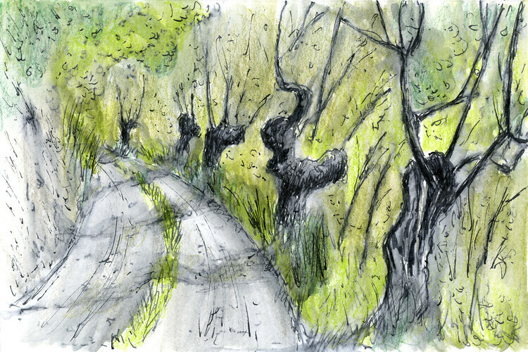 Tuscan Road and Olives   4x6" (Ink, watercolour and coloured pencils)