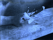 What Have We Done? (Cyanotype print) 4x5''